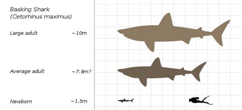 Basking Sharks Facts And Information Guide Dutch Shark Society