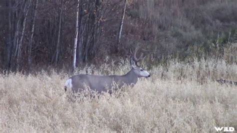 Hunting Giant Whitetails In Alberta YouTube