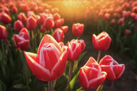 Tulips At Sunrise Photograph By Martin Podt Fine Art America