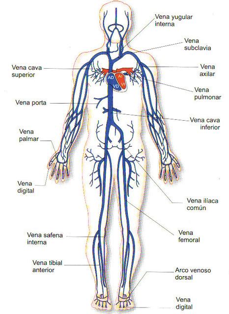 Sistema Circulatorio Venoso El Sistema Circulatorio Venoso Flickr