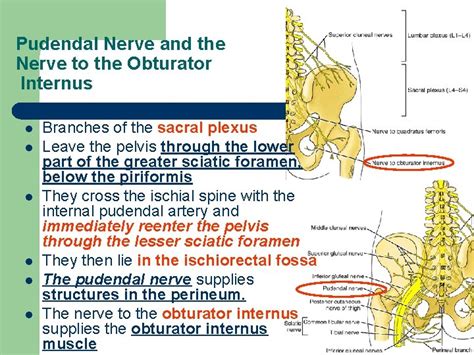 Nerves Of Lower Limb Dr Fadel Naim Orthopedic