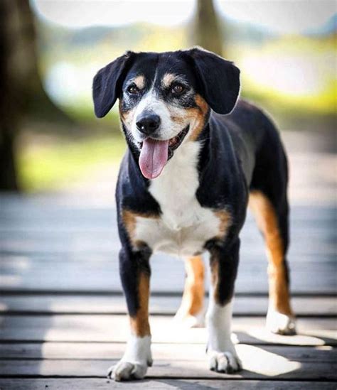 Entlebucher Mountain Dog Breed Information Pictures Characteristics