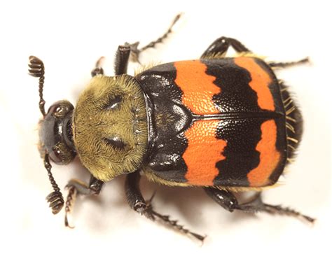 Sexton Beetle Nicrophorus Tomentosus Bugguidenet