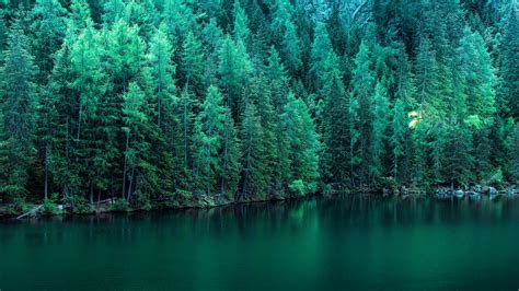 2560x1440 Pine Trees Along Lake 5k 1440p Resolution Hd 4k Wallpapers