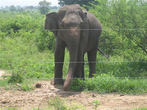 An electric fence is a neat, highly efficient way to keep livestock where they belong. A Man Electrocuted In Jhapa Touching Electric Fence Lays ...