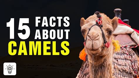 top 15 amazing facts about camels interesting facts about camels youtube