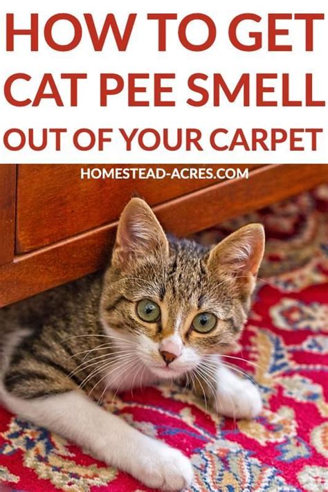 Use paper towels to soak up as much moisture as possible. How To Get Cat Pee Smell Out Of Your Carpet in 2020 | Cat ...