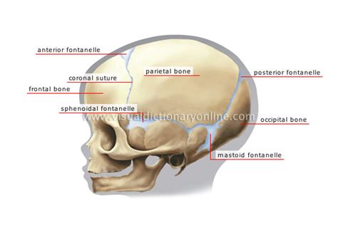 Human Being Anatomy Skeleton Childs Skull Image Visual