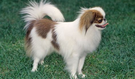 Japanese Chin Breed Information