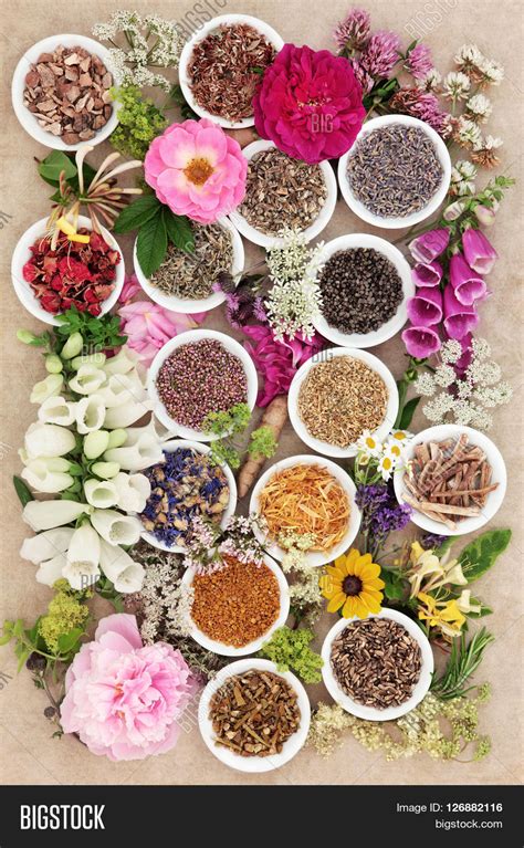 Herb Flower Selection Image And Photo Free Trial Bigstock