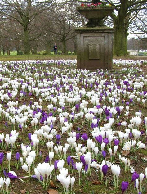 Related Image Memorial Garden Early Spring Flowers Coventry England