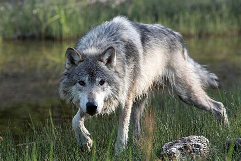 Wolf Stalking Stock Photos Pictures And Royalty Free Images Istock