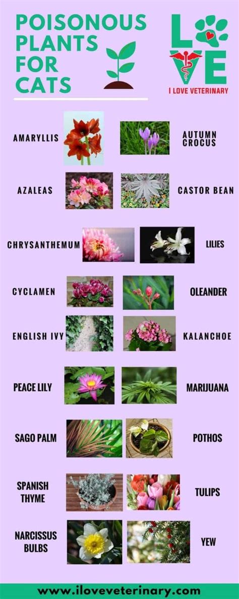 Poisonous Plants For Cats I Love Veterinary