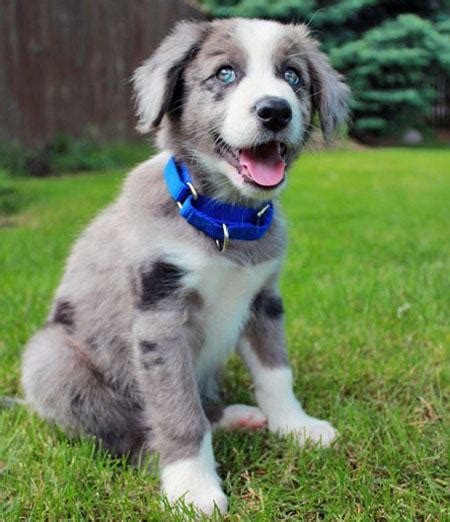 Two solid blue merles (the border collie also has white in the irish spotting pattern and bronzing on its side, which can sometimes be connected to the merle pattern). Blue Merle Border Collie puppy - FaveThing.com