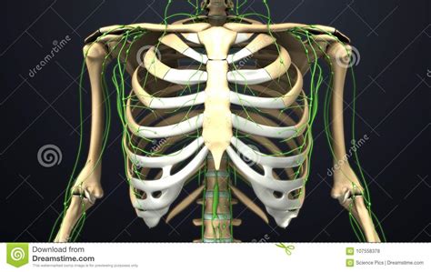 Skeletal Bones Ribs With Lymph Nodes Stock Illustration Illustration