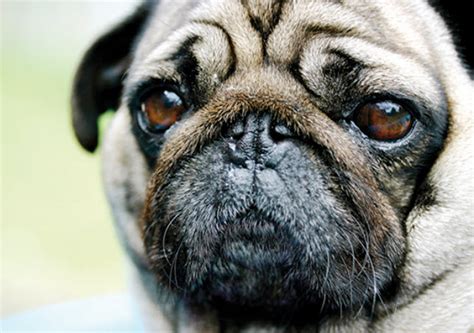 Why Do Pugs Get Pimples