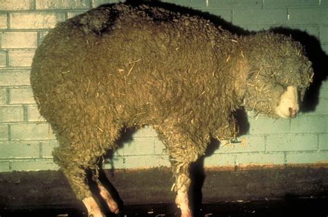 Latest Threat To British Livestock Bluetongue Infected Midges Blown