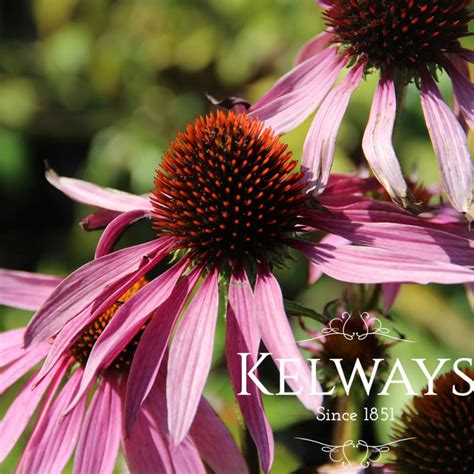 Echinacea Purpurea Magnus Kelways Plants Ltd