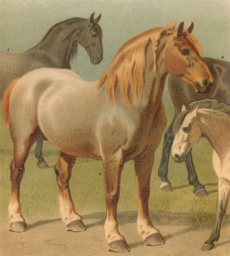 1890 Horse Breeds Ii Heavy Or Draft Horses By Cabinetoftreasures