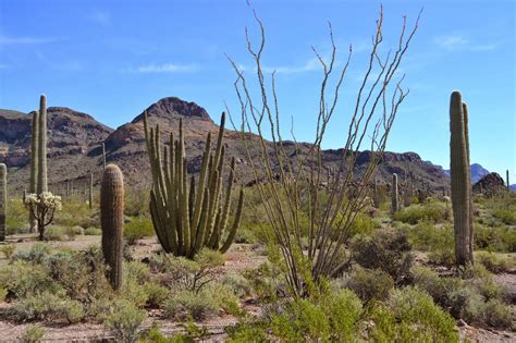 No Bad Days Rving Organ Pipe Cactus National Monument Az