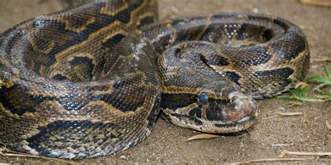 5 Fascinating Facts About The African Rock Python