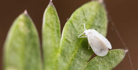 You will not believe the number of cases of sevin poisoning we see on a daily basis.. Whitefly Control, How to Kill Whiteflies | Trifecta Natural