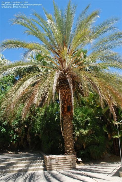 Plantfiles Pictures Date Palm Phoenix Dactylifera By Palmbob