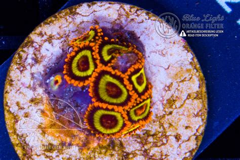 Zoanthus Fruit Loops In Coral Id The Whitecorals Coral Encyclopedia