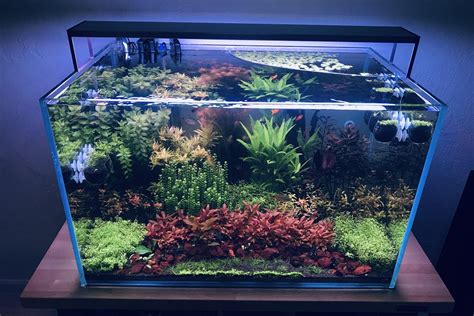 5 Best Floating Aquarium Plants