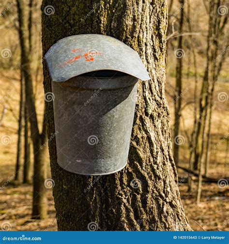 How Maple Tree Sap Are Collected Stock Image Image Of Buckets