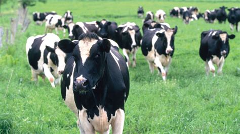 30 Million Reasons Dairy Farmers Need To Use More Artificial