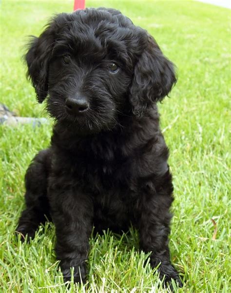 The puppies are only 5 weeks old so they. Black Goldendoodle | Black Gold