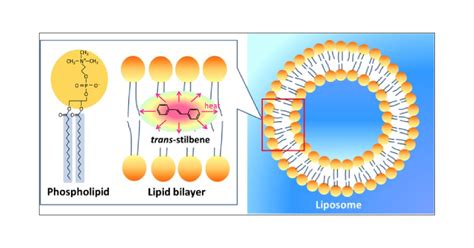 Energy Transfer Characteristics Of Lipid Bilayer Membranes Of Liposomes