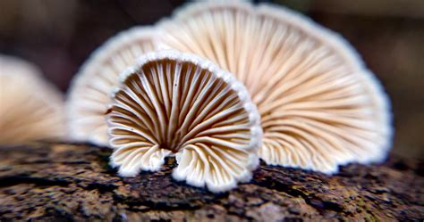 Catalog of Fungi | Mycology Start