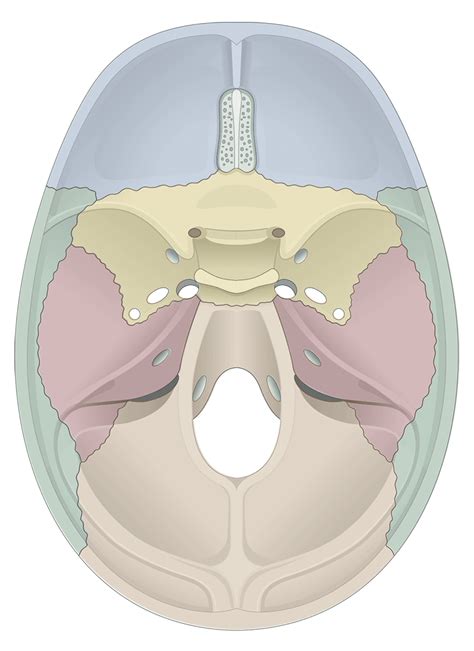 Human Skull Anatomy Superior View Illustrations Human Bio Media