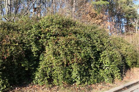 Thorny Olive Invasive Exotic Plants Of North Carolina