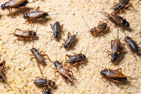 9 Best Tips How To Breed Crickets At Home