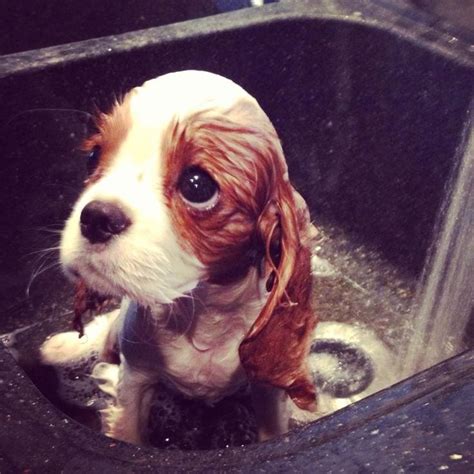 Photos Cute Dogs Taking Baths
