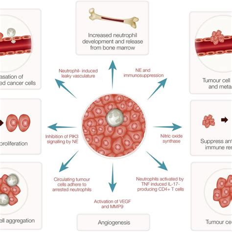 Tumor Associated Neutrophils Tans And Cancer Growth Tans Can