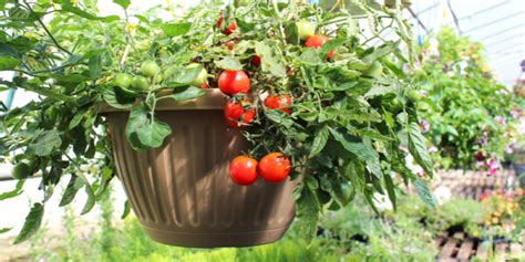 The Secret To Perfect Hanging Baskets Salisbury Greenhouse Blog