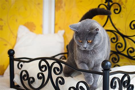 5 Luxury Cat Hotels In The Uk Amenities Include Aromatherapy And Catnip Bubbles Glamour