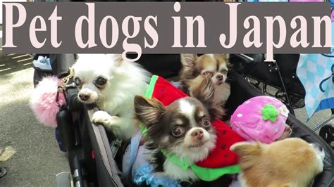 Pet Dogs In Japan Youtube