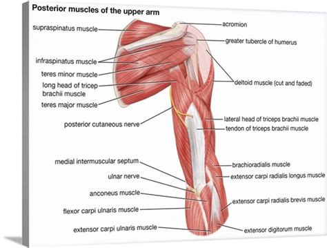 Muscles Of Upper Arm Posterior View Wall Art Canvas Prints Framed