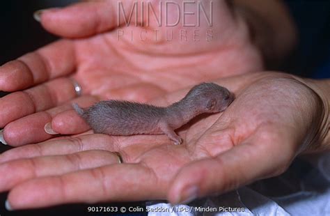 Least Weasel Stock Photo Minden Pictures