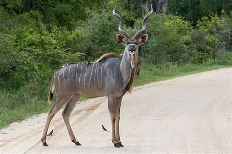 The lesser kudu is a class 4 antelope. Top 12 Elegant Species of Antelopes in Africa