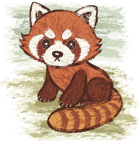Royalty Free Red Panda Clip Art Vector Images And Illustrations Istock