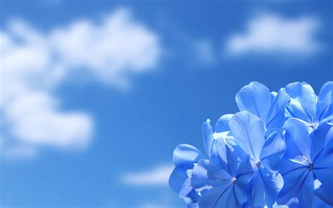 blue flowers desktop wallpapers   latorocom