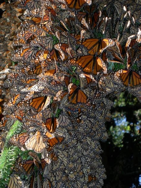Overwintering Monarchs In Mexico Ucsc Science Notes