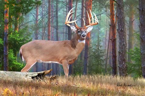 Twelve Point Whitetail Deer Buck Painting By Dale Kunkel Fine Art America