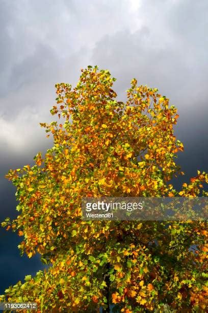 Tulip Poplar Tree Photos And Premium High Res Pictures Getty Images